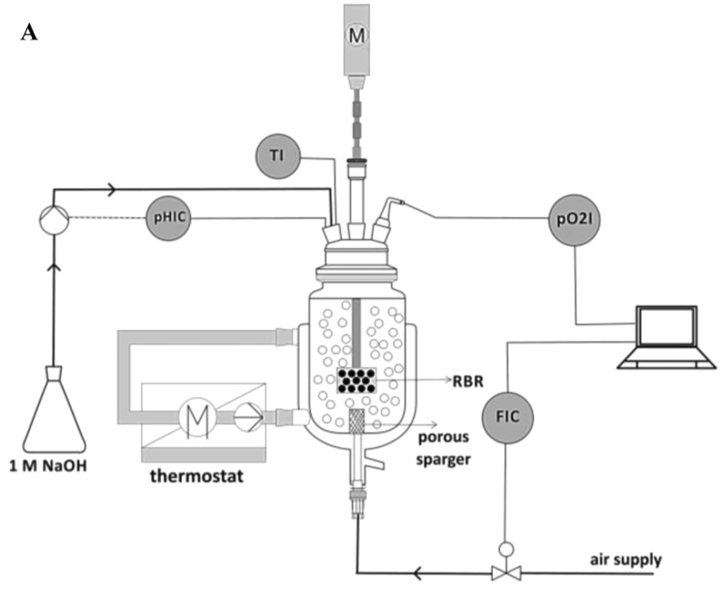 Applicability of fine bubble aeration in the RBR filled with immobilized catalyst