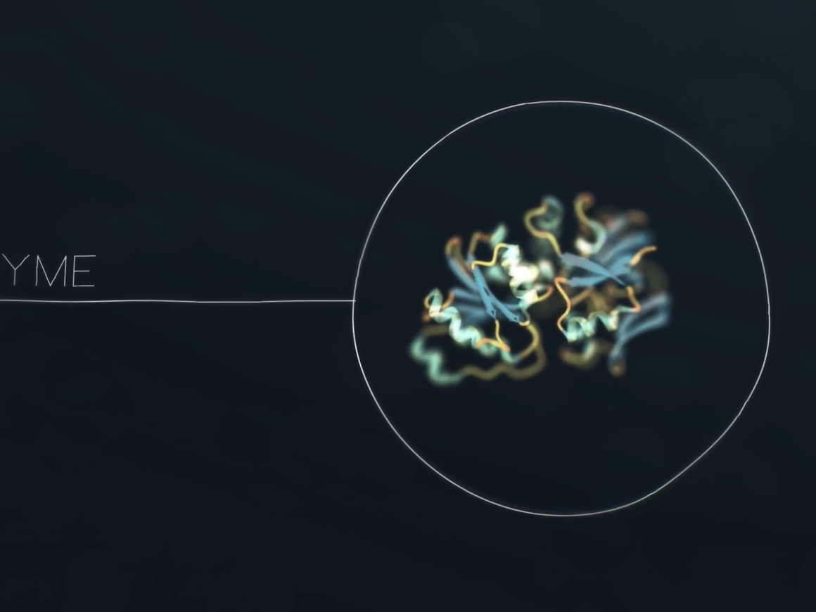 Enzyme