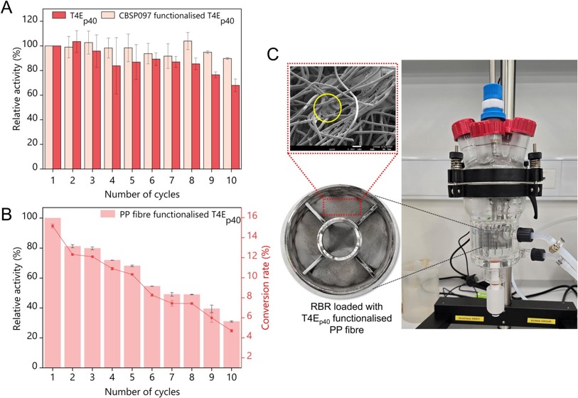 Reuse of free and bead-functionalised T4E~p40~ over 10 cycles